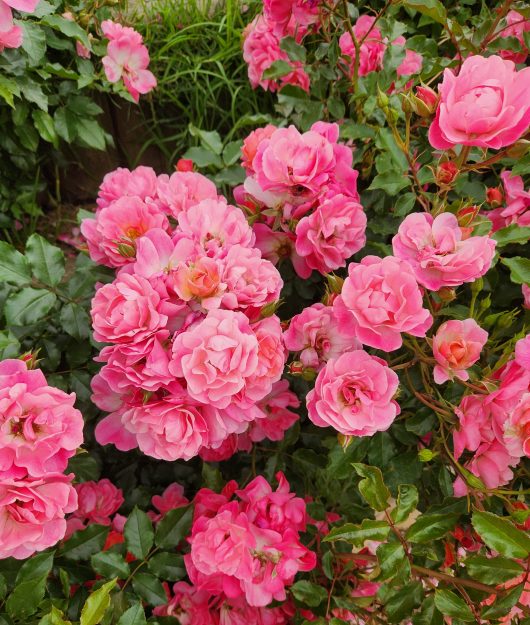 Rose 'Maxivita®'