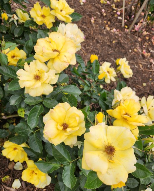 Rosa floribunda Golden Holstein Yellow Roses with dark centres flowering in a garden bed
