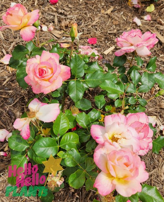 Pink Rose 'Bold Seduction' 3ft Standard in a garden with leaves and mulch.