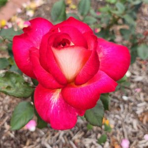 bright pink and creamy white rosa hybrid tea fionas wish small bright roses