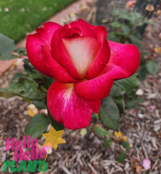 rosa hybrid tea Fiona's Wish small sized beautiful pink and white multicoloured roses