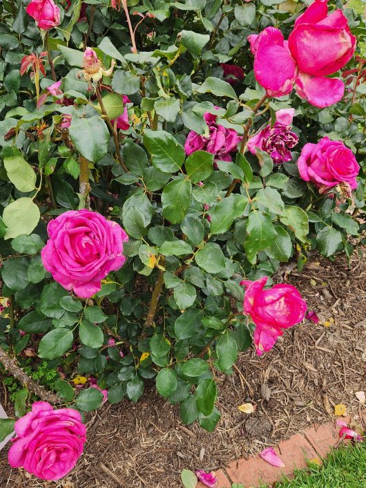 Rosa hybrid tea Parole Hot pink roses blooming on a bush with green foliage