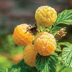 Close-up of four Rubus 'Yarra Valley Gold' Raspberry 6" Pot on a Rubus plant with green leaves. The background is slightly blurred, highlighting the fruit in the foreground.
