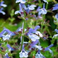 Close-up of flowering Salvia plant, commonly known as African Sky, with purple and white blossoms and green stems in an outdoor garden. Perfect for adding vibrant color to your space, this beauty comes in a Salvia 'African Sky' 6" Pot.