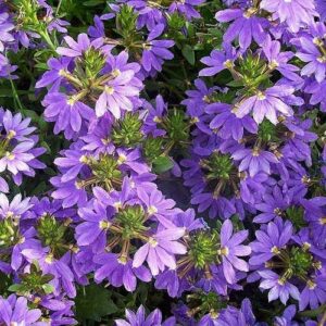 A Scaevola 'Purple Fanfare' 6" Pot features a cluster of purple fan flowers with green foliage, showcasing numerous small, star-shaped blooms arranged closely together.