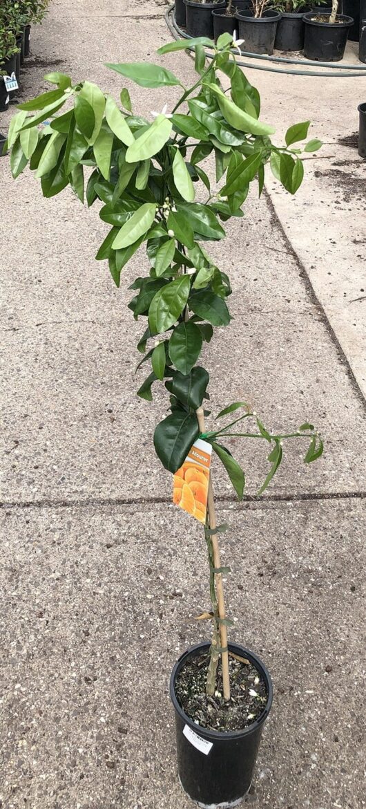 A potted Citrus Mandarin 'Seedless Afourer' 4L tree with a label showcasing vibrant oranges, placed on a concrete surface among other potted plants in the background.