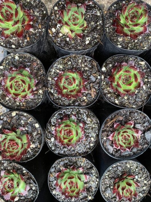 A top-down view of eleven Sempervivum 'Guillaumes' succulents, each in a 3'' pot, showcasing vibrant green and reddish rosette-shaped leaves, neatly arranged in a grid pattern with soil.