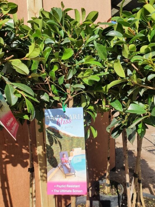 A potted tree with dense green foliage is displayed for sale. Tags attached to the tree advertise it as "Syzygium 'Backyard Bliss' Lilly Pilly 8" Pot (Standard)," highlighting its features such as being psyllid-resistant and a screen plant, perfect for those seeking a lush Syzygium addition to their garden.