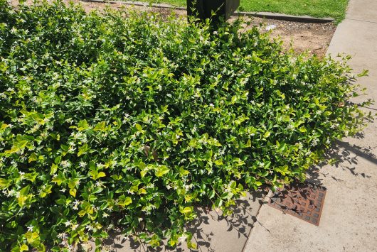 groundcover jasmine creeping along concrete pavement with green glossy leaves and fragrant white star shaped flowers Trachelospermum asiaticum Asiatic Jasmine