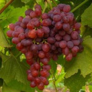 Vitis outlet crimson seedless
