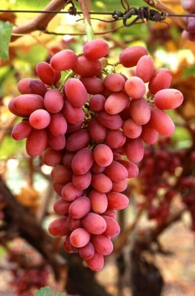 Vitis outlet crimson seedless