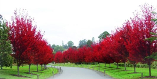 A paved path lined with bright red-leafed Acer trees on both sides, extending into the distance with a green grassy area and more Acer 'Taggerty Sunset' 16" Pot trees in the background.