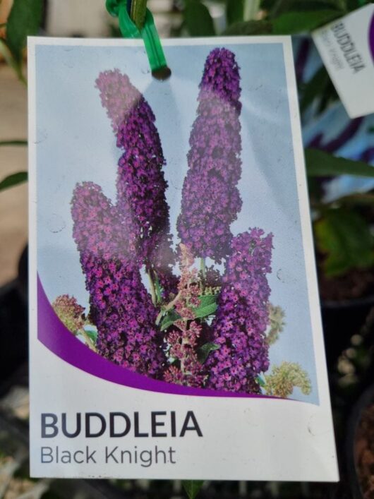 Buddleja 'Black Knight' 6" Pot