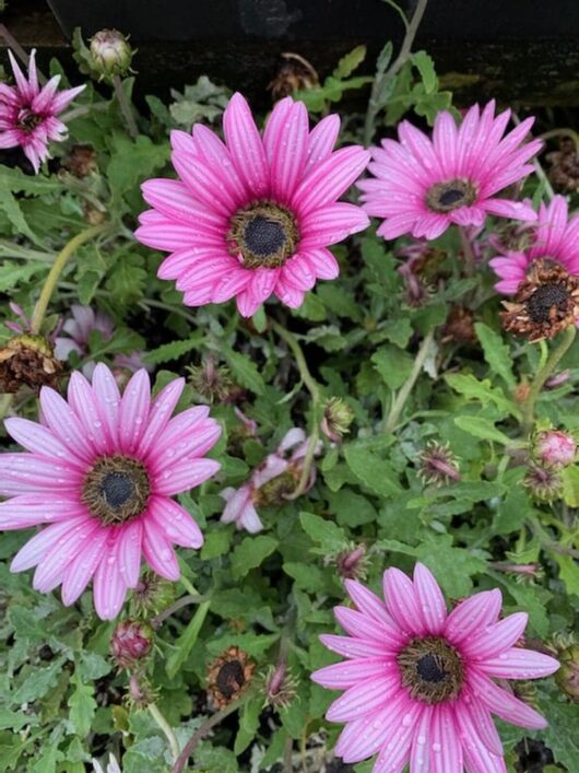 The Arctotis 'Silver Pink Flower' in a delightful 6" pot displays pink daisy flowers with striped petals and rich green leaves, some adorned with dewdrops, standing out beautifully against nature's colorful backdrop.