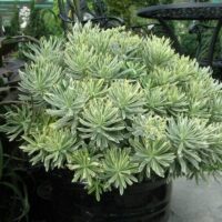 A Euphorbia 'Silver Swan' 6" Pot, boasting clusters of green and yellow variegated leaves, is tastefully placed outdoors near a metal table and chairs set.