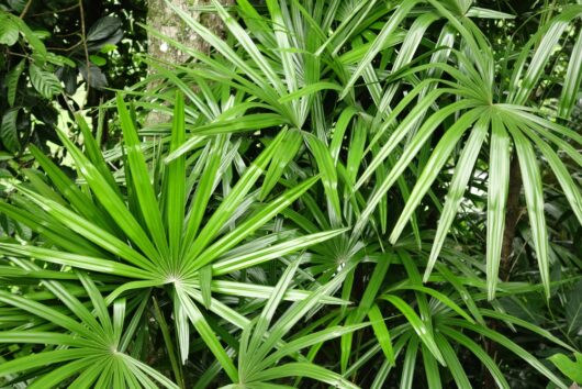 livistona australis cabbage tree palm