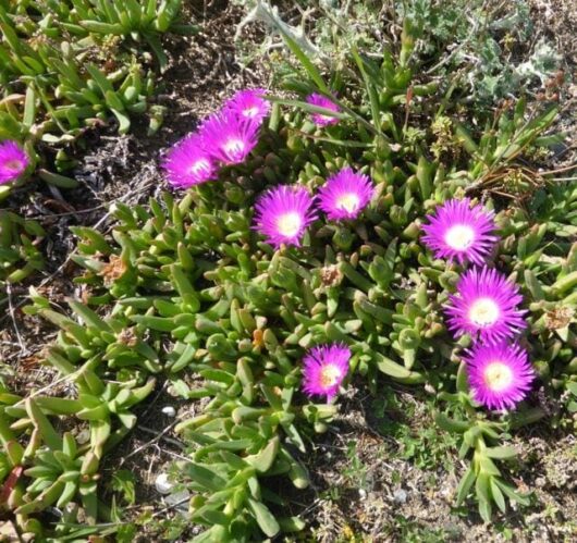 Purple flowers bloom among green succulent leaves on the ground, including the vibrant Disphyma crassifolium 'Hot Stuff' Pig Face, perfect for a 6" pot.