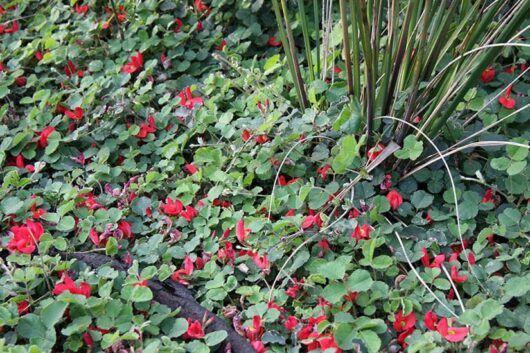 A lush ground cover featuring green foliage and numerous small red flowers, known as Kennedia prostrata 'Running Postman' 6" Pot, is interspersed with taller, grassy plants. Available in a convenient 6" pot.
