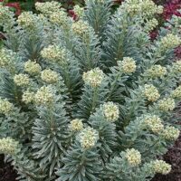 A bushy green plant with narrow leaves and clusters of small, pale yellow flowers blooms in a 6" pot, resembling the elegance of an Euphorbia 'Silver Swan' 6" Pot.