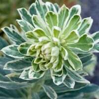 Close-up of a green and white variegated Euphorbia 'Silver Swan' 6" Pot with layered leaves. The plant's 6" pot showcases leaves with white edges and a green center. Background is slightly blurred with hints of other greenery.