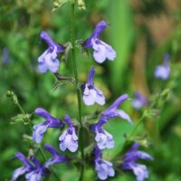 A close-up of a stem of Salvia 'African Sky' 6" Pot with purple and white flowers boasting elongated petals, set against lush green foliage in the background.