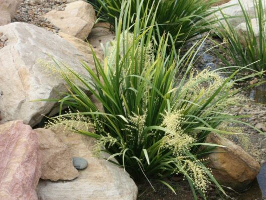 Katie's Bells, the lush green Lomandra plants with delicate white flowers, are beautifully displayed in our 6" pots and nestled among large rocks near a small stream.