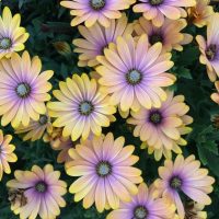 Osteospermum 'Blushing Beauty' African Daisy 4" Pot