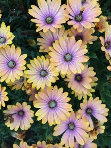 Osteospermum 'Blushing Beauty' African Daisy 6" Pot