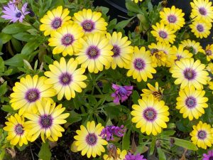 Osteospermum 'Blue Eyed Beauty' African Daisy 7" Pot