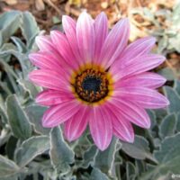 The Arctotis 'Silver Pink Flower' in a 6" pot features a silver pink flower with a black and yellow center, elegantly framed by green leaves.