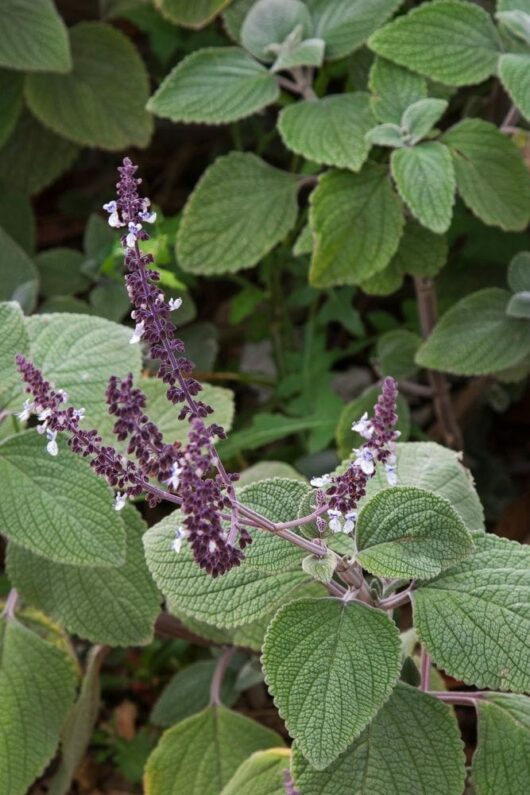 Close-up of a Silver Plectranthus with textured green leaves and spikes of small purple flowers, set against a backdrop of similar green foliage. This lovely Plectranthus argentea 'Silver Plectranthus' 6" Pot thrives in its 6" pot.