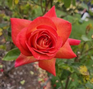 rosa hybrid tea Tarantella red sharp cut rose