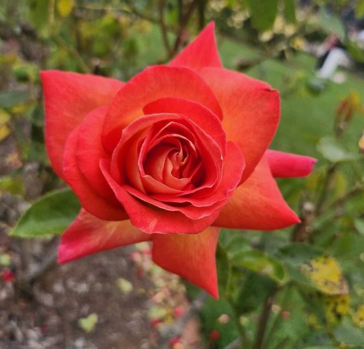 rosa hybrid tea Tarantella red sharp cut rose
