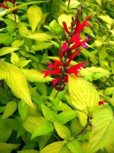Brilliantly red flowers of the Salvia 'Golden Pineapple' Sage emerge amidst lush green foliage with a stunning pineapple gold tint in a 4" pot.