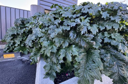Acanthus 'Oyster Plant'