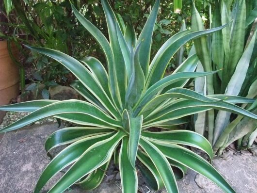 The Agave 'El Miradores Gold' in an 8" pot sits majestically on a stone surface, its large, pointed green leaves surrounded by lush greenery.