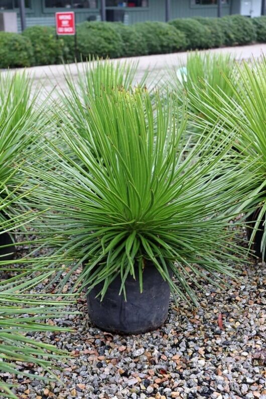 Agave 'Twin Flower Agave' 10" Pot