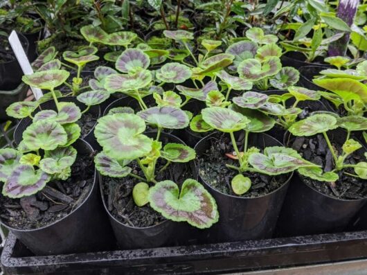 Young Geranium 'Apache Appleblossom' plants with rounded leaves are arranged in a tray, nestled among other greenery in a garden or nursery setting. Each plant displays its delicate hues and is neatly housed in a 3" pot.