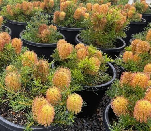 Banksia 'Birthday Candles'