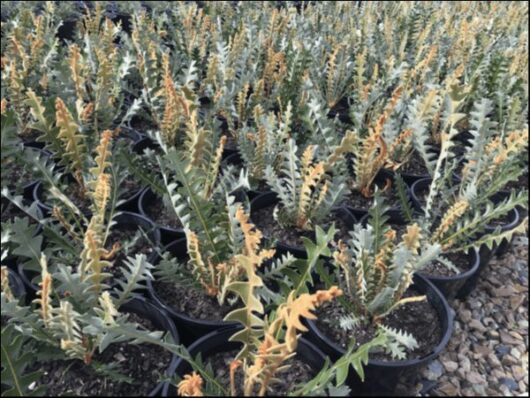 Banksia 'Fern-like' plants in 8-inch pots, featuring jagged green and yellowing leaves with fern-like patterns, arranged in black containers on a gravel surface.