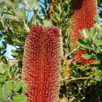 Hello Hello plants Banksia praemorsa Red Dawn FlowerCut-leaf,Banksia,Closeup