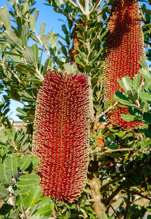 Hello Hello plants Banksia praemorsa Red Dawn FlowerCut-leaf,Banksia,Closeup