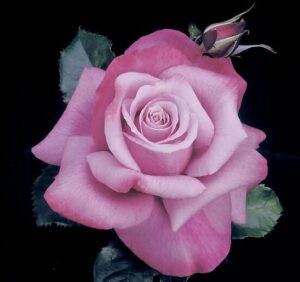 A close-up of the blooming Rose 'Barbra Streisand PBR' 3ft Standard shows a vibrant pink bloom accompanied by a small bud and set against lush green leaves, all contrasting beautifully with the black background.