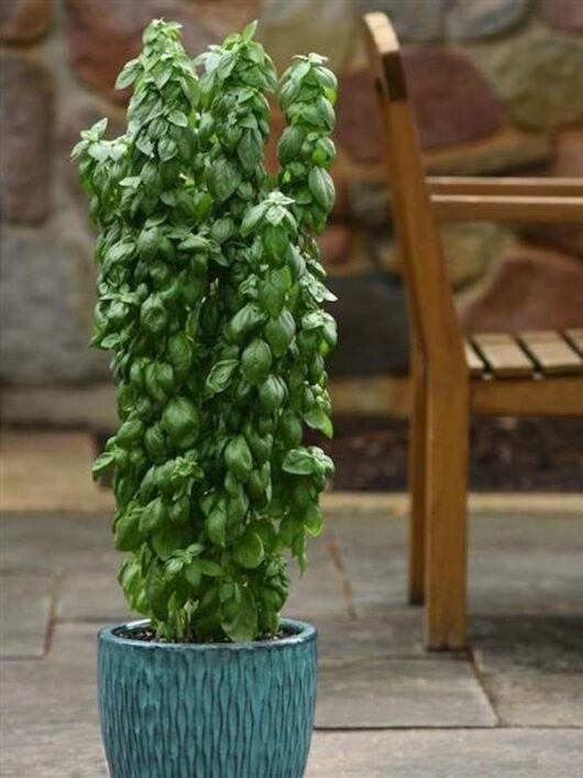 A Basil 'Everleaf Emerald Towers' plant flourishes in a textured blue pot on a stone patio, complemented by a wooden chair and framed by a rustic stone wall in the background.