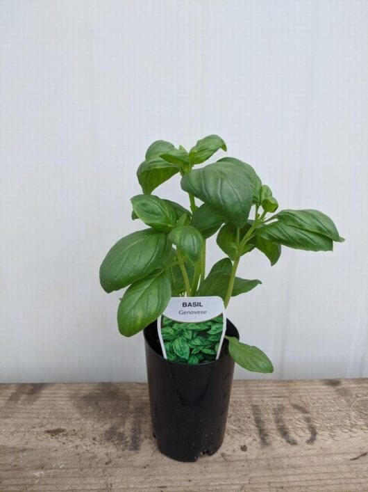 An Everleaf Emerald Towers basil plant, formally known as Basil 'Everleaf Emerald Towers' in a 3-inch pot, flourishes in a stylish black pot positioned on a wooden surface against a simple white backdrop.