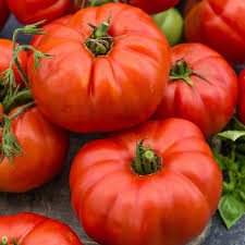 Close-up of ripe, plump Tomato 'Beefsteak' 4" Pot with green stems.