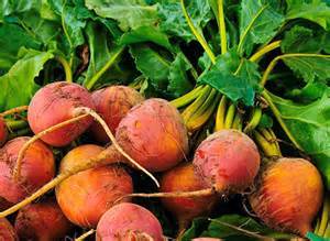 A vibrant arrangement of fresh Beetroot 'Golden' plants in a 4" pot featuring lush green leaves.