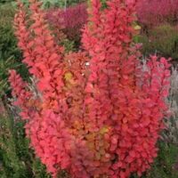 The Berberis 'Pow Wow' Japanese Barberry in an 8" pot features vibrant red leaves, adding a striking touch to any garden.