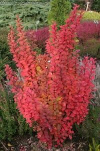 The Berberis 'Pow Wow' Japanese Barberry in an 8" pot features vibrant red leaves, adding a striking touch to any garden.