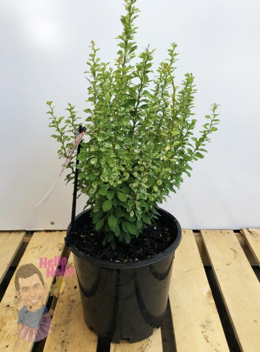A Berberis 'Silver Beauty' Japanese Barberry shrub in an 8" black plastic pot sits on a wooden pallet against a plain white background.